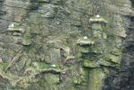PICTURES/Scotland  Critters/t_Gull6.JPG